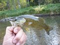 Another Kettle bass
